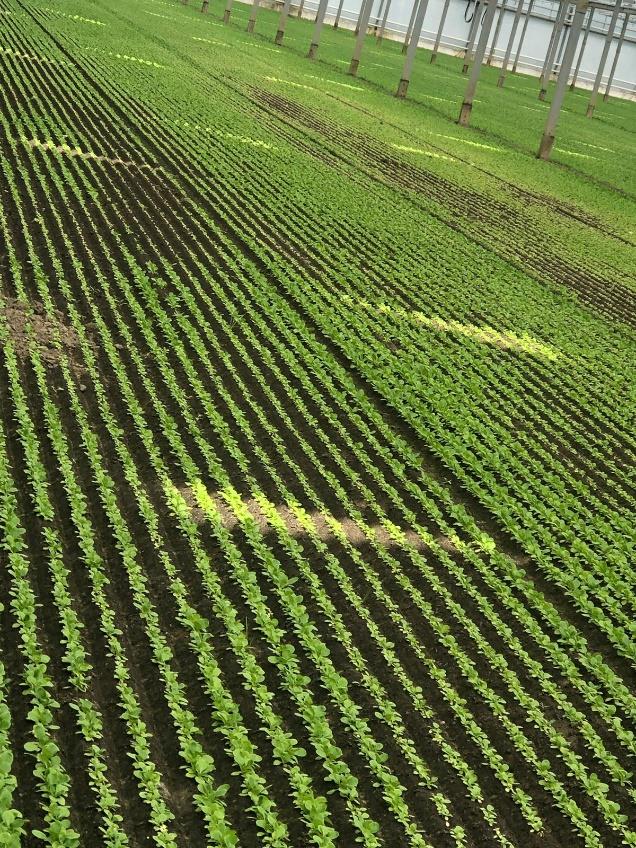 Slechte plekken aanpakken met PHC AgroAcid