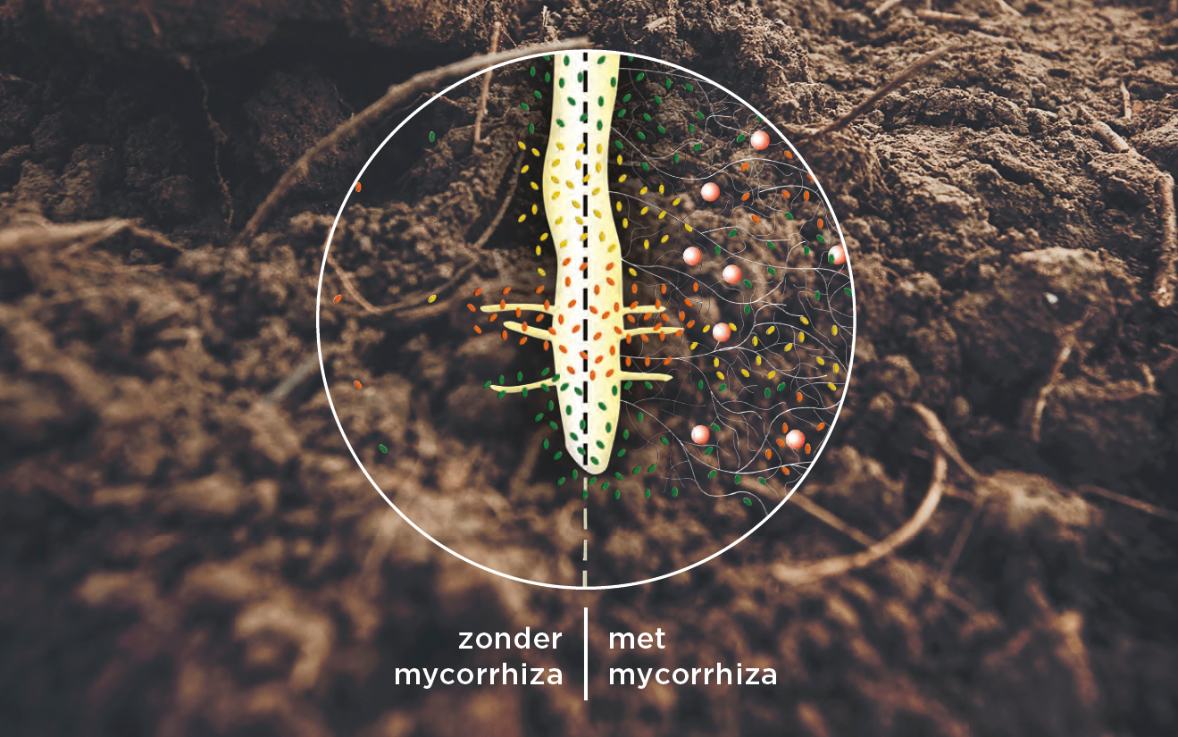 Alles over Mycorrhiza