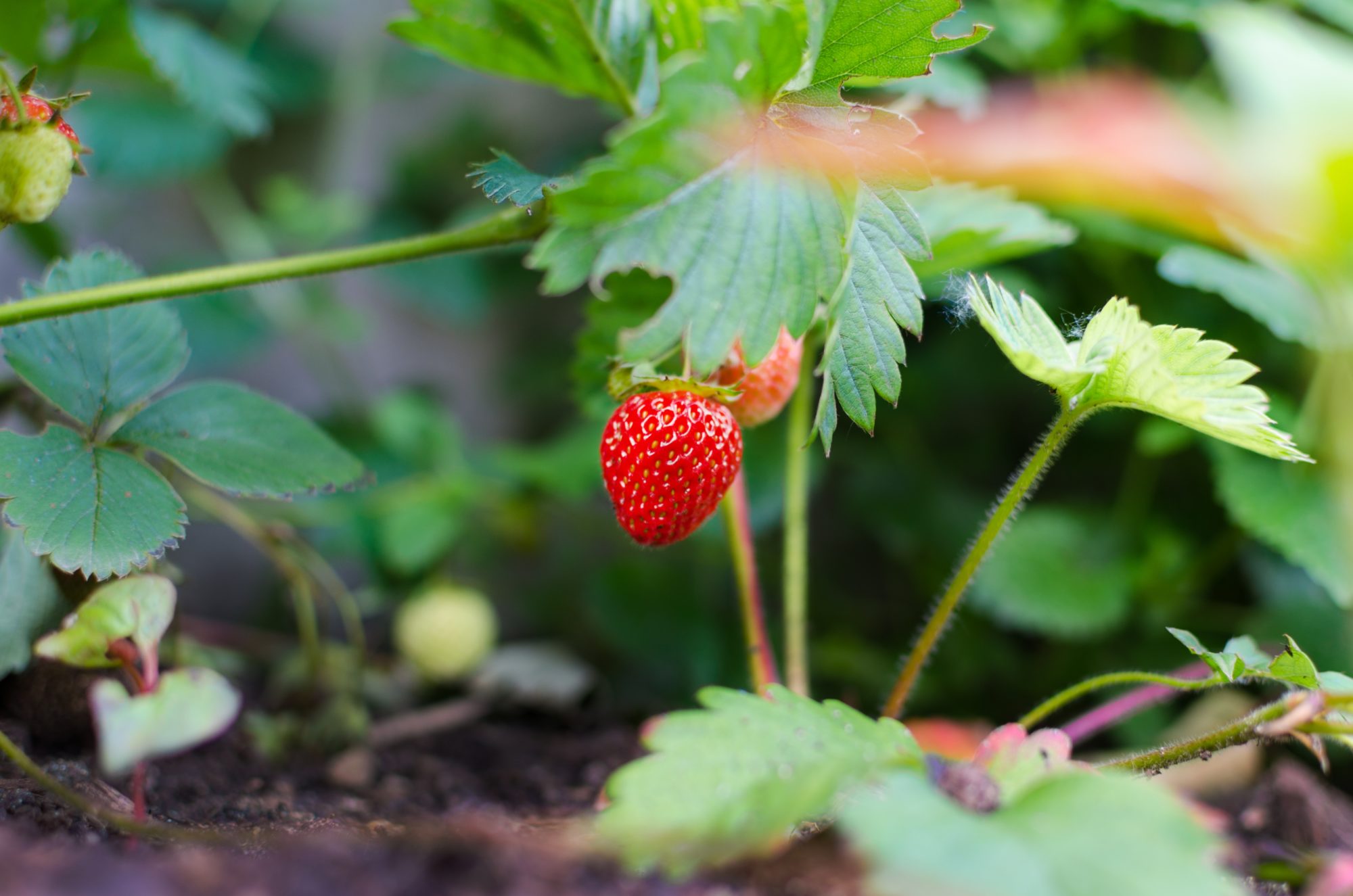 Everything about foliar feeding & fertilization.