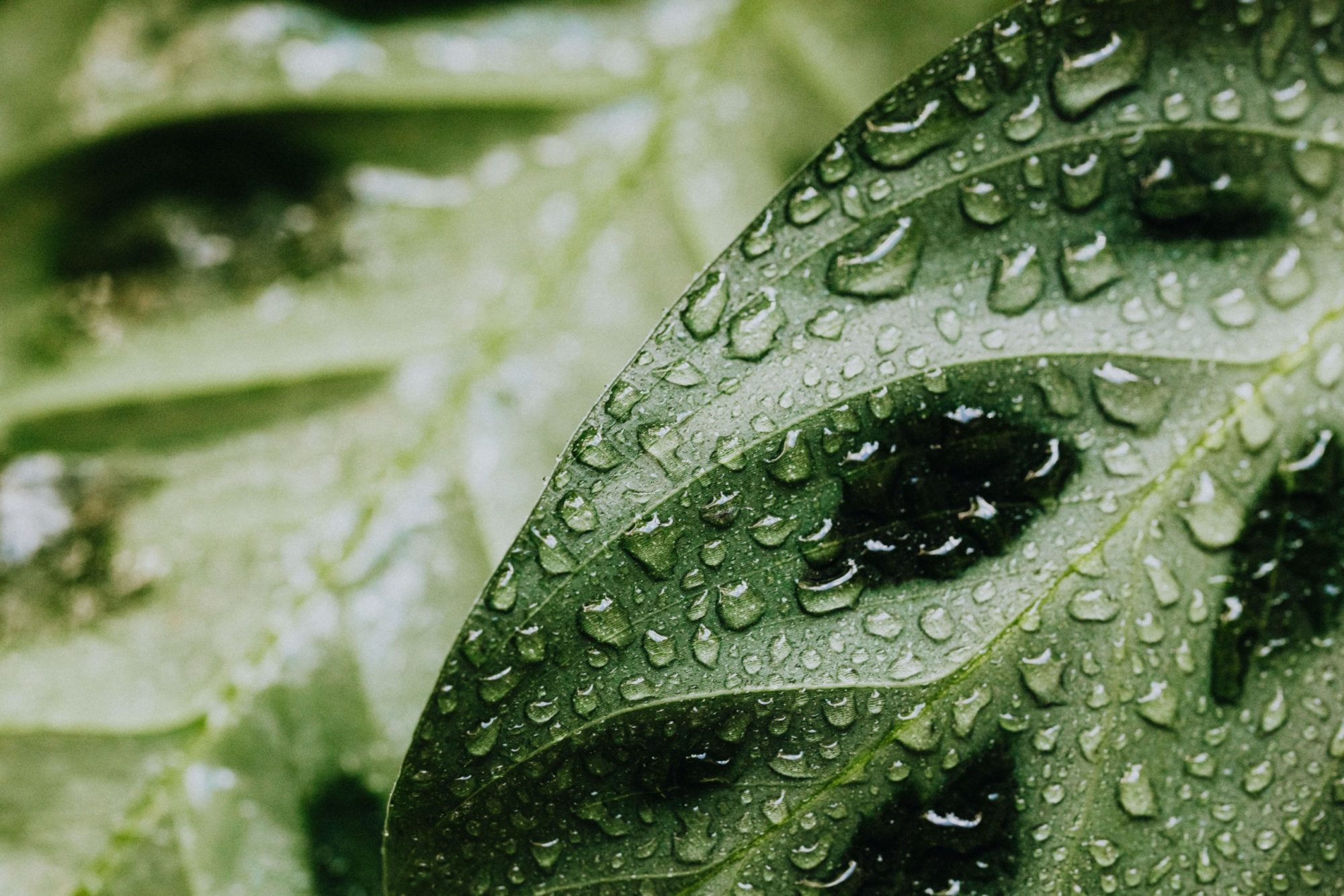 Plantstress alert! Gewassen ontstressen bij hitte en droogte