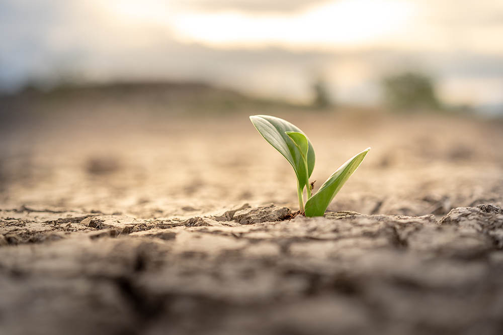 Trockenheit: die Bedeutung von Blattdüngung und Mykorrhiza