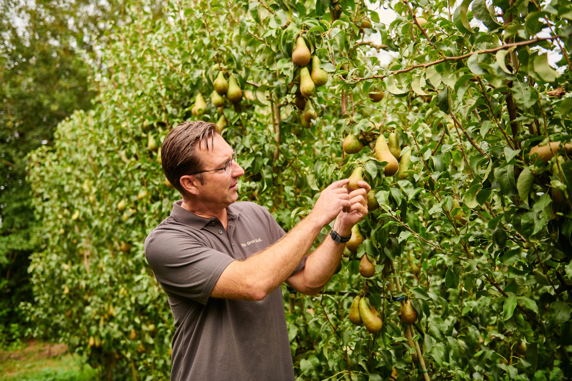 Biologische peren zijn langer en bronzer dan vorig jaar