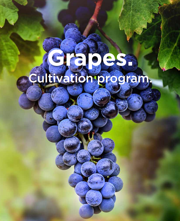 Grapes Cultivation program PHC