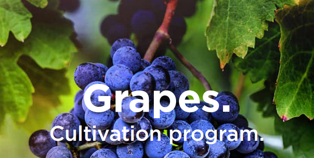 Grapes – Cultivation program