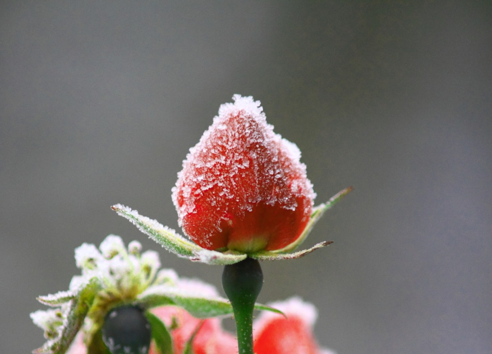 Webinar wiederholen: Frostschutz im Obstbau