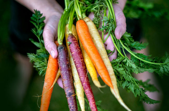 registration form for live-webinar about carrot cultivation